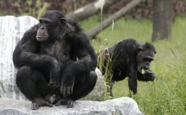 Chimpanzees in captivity. Chimps, gorillas, other apes are now struggling to survive. Photo: AP