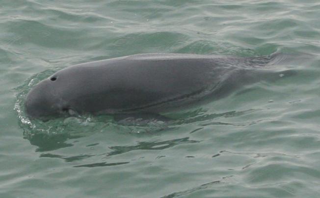 File picture of finless porpoise. Photo: Hong Kong Dolphin Conservation Society