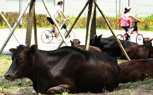 Feral cows in Sai Kung Country Park. Photo: May Tse