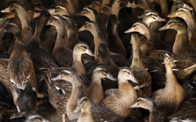 Ducks are seen at a market in Nanjing, eastern China's Jiangsu province. The lethal bird flu virus in China displays worrying traits that warrant high vigilance, experts say. Photo: EPA