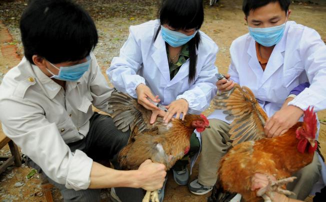 Guangxi health workers inoculate chickens to halt bird flu. Photo: AFP