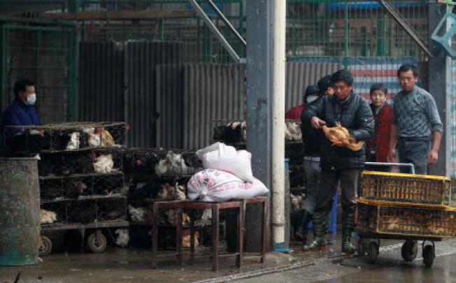  Workers conduct innocuous disposal of live poultry at the Sanguantang poultry and egg market in Shanghai. Photo: Xinhua