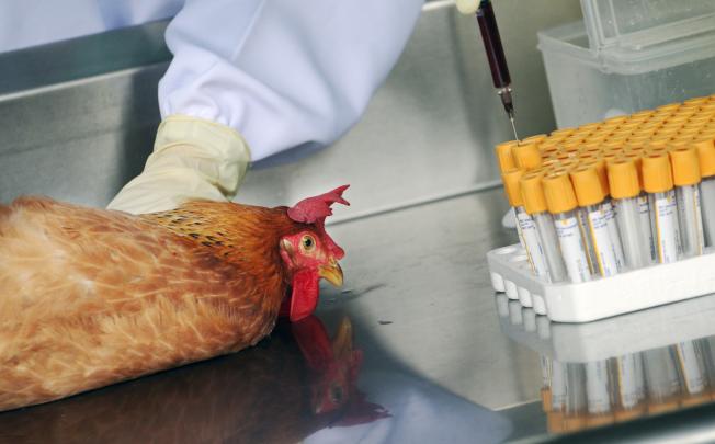 Birds are tested for the H7N9 bird flu strain. Photo: SCMP