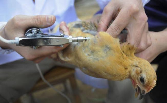 New technology is speeding up progress on bird flu vaccine. Photo: Reuters