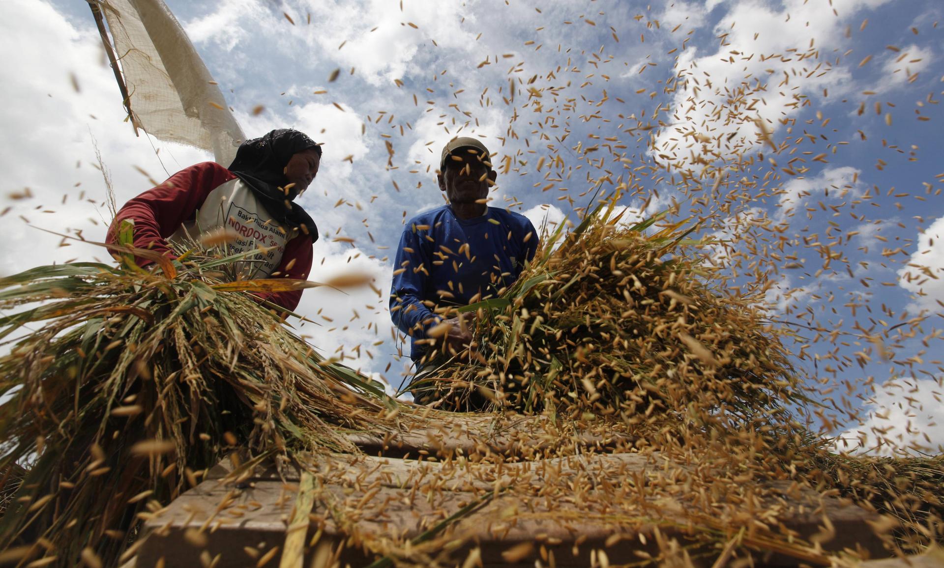 Analysts blame shortages of some crops on complex import licensing procedures and graft. Photo: Reuters