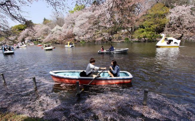 Cherry blossom season is a popular time of year for Hongkongers to visit Japan, and the recent weakness of the country's currency has made it even more appealing. Photo: AFP