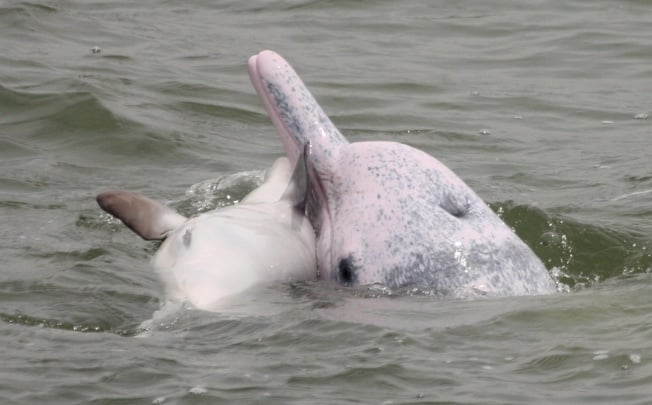 A mother with her dead calf in Hong Kong waters in an incident similar to one filmed last week. Photo: Red Door/Dolphin Conservation Society