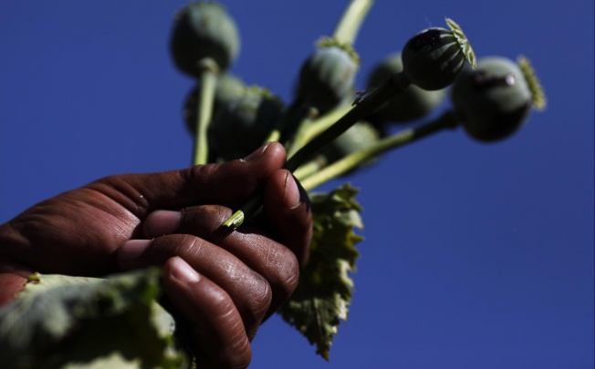 Poppy plants from a destroyed field in Myanmar. Photo: Reuters
