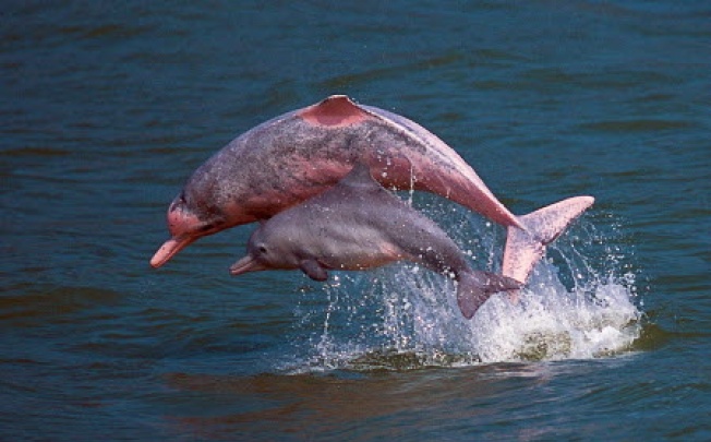 Pink dolphins in Hong Kong waters. Photo: AFP