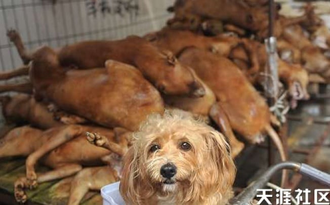 Dogs being killed in Guangxi's Yulin. Photo: screenshot via Tianya.cn