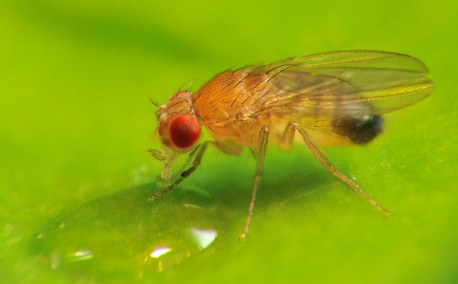 Disease pathways in the insect's brain offer clues to treating Parkinson's. Photo: Masek Pavel