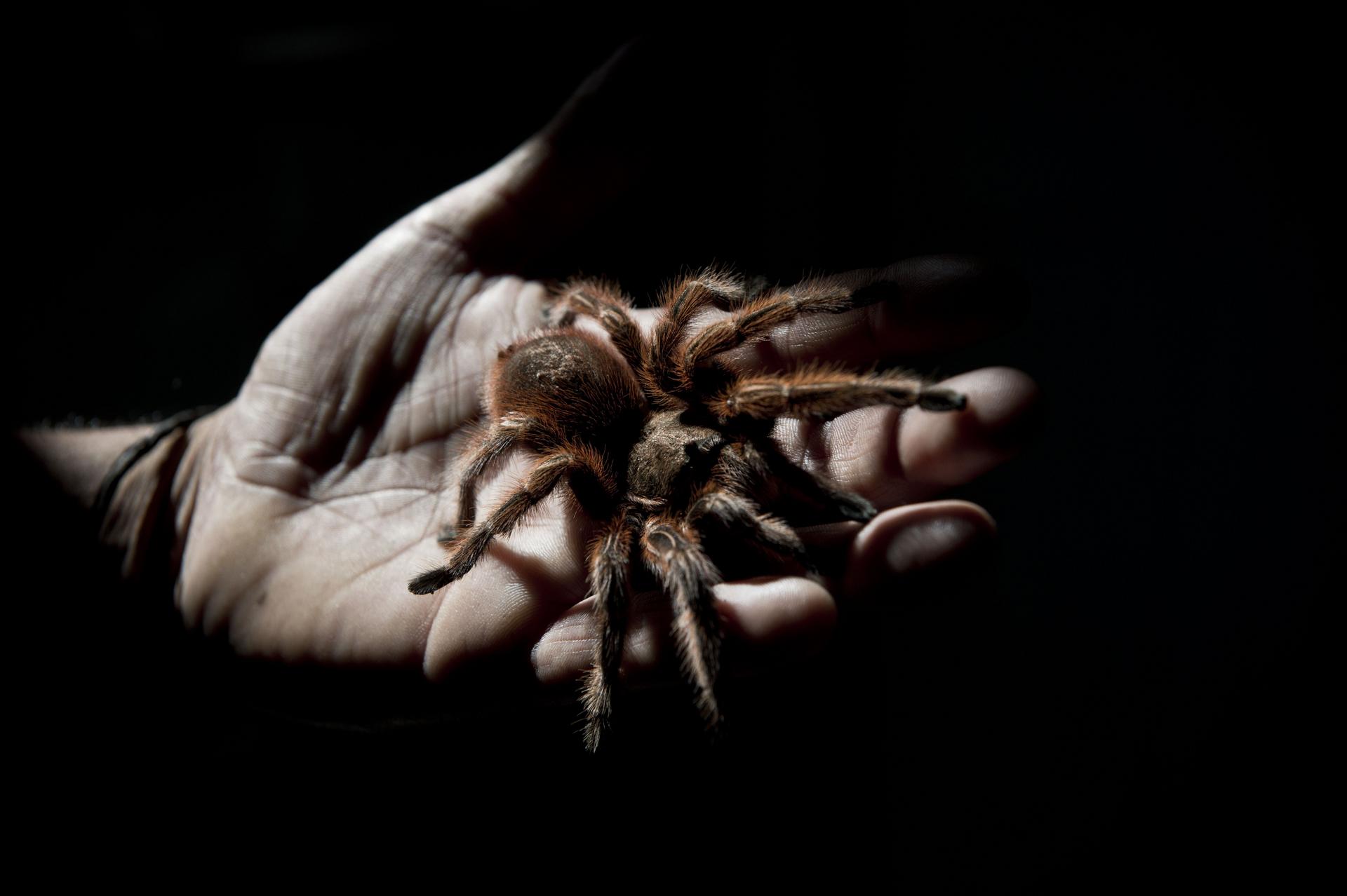 Want a furry friend? Try a Chilean tarantula | South China Morning Post