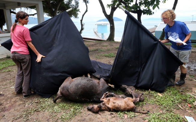 The feral cattle were found lying on the side of South Lantau Road. Five were certified dead and three others put down because of their injuries. Photo: Sam Tsang