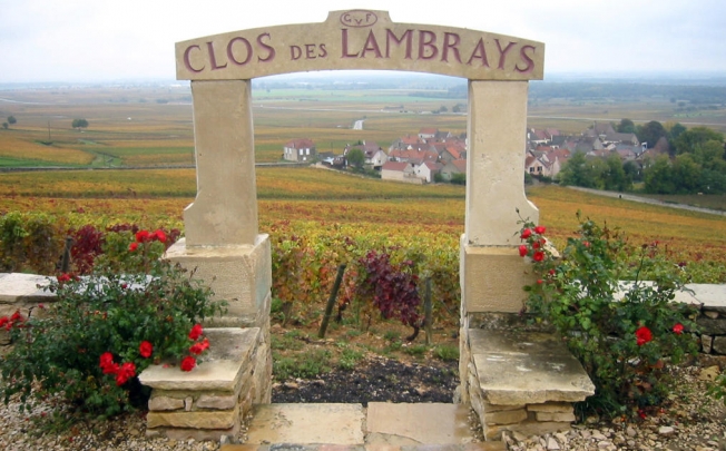 Clos des Lambrays has a nearly unbroken stretch of vines.