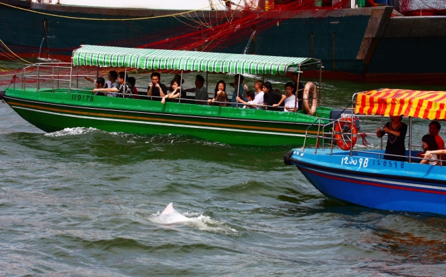 Some boats are getting too close to the sea mammals, Dolphinwatch says. Photo: Ken Fung/Red Door News
