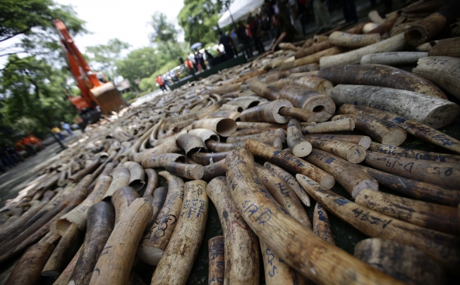 A road back hoe destroys elephant tusks that have been seized from illegal shipments. Photo: EPA