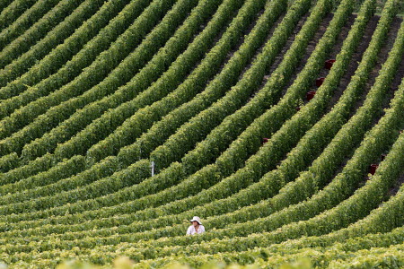 Vineyard in Eastern France. Photo: AFP