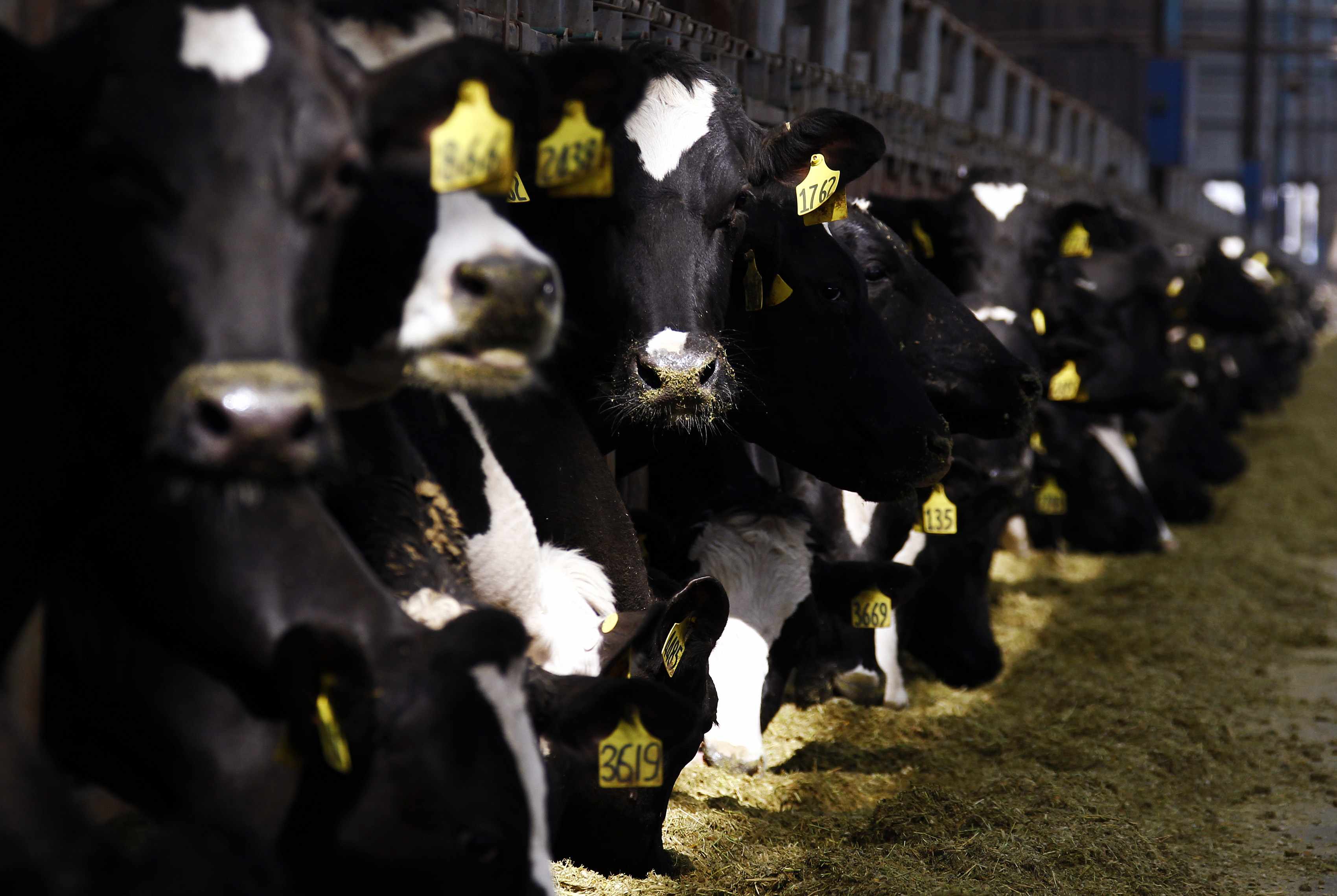 Cows are seen at a barn on a farm managed by New Zealand dairy export giant Fonterra Co-operative Group in Hangu County. Photo: Reuters