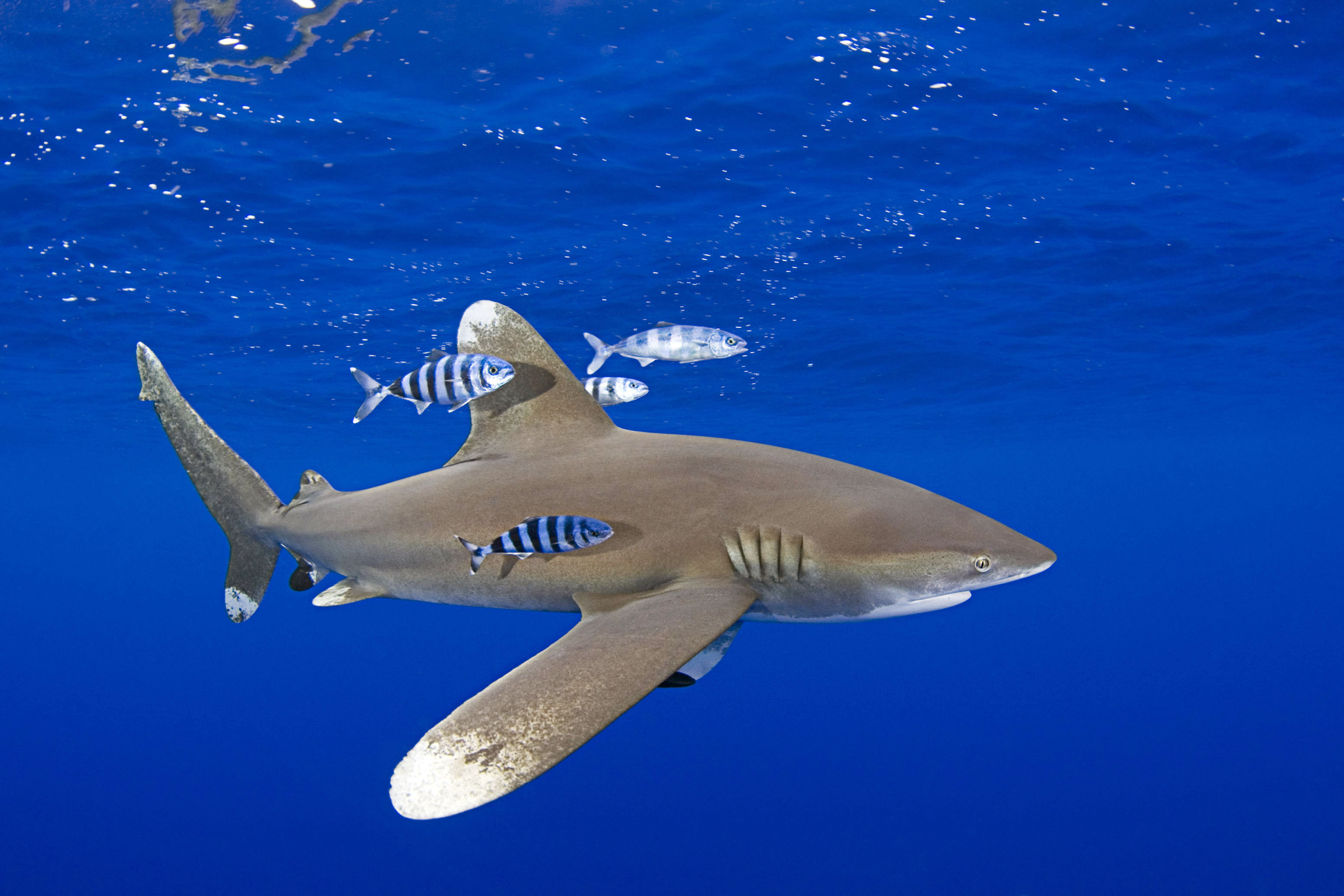 Oceanic whitetip shark. Photo: SCMP Pictures