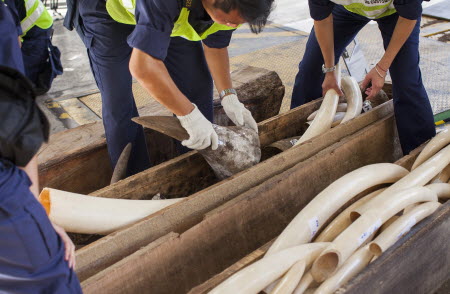 Hong Kong Customs officers seize large illegal shipment of ivory from Nigeria to China. Photo: EPA