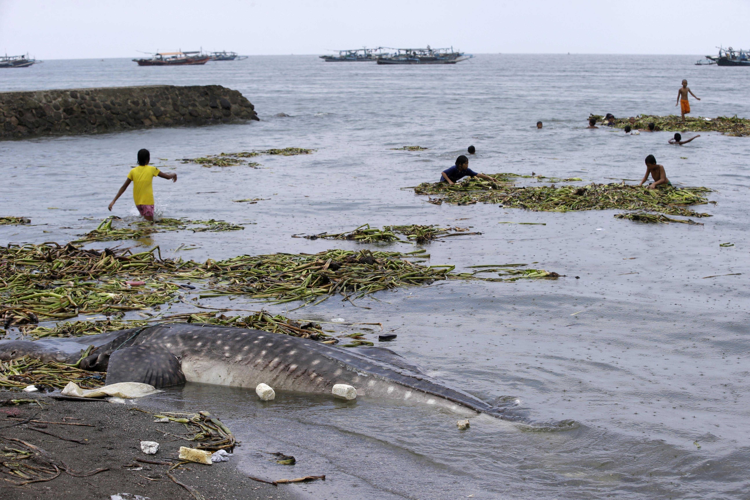 Children play near a dead whale shark that was swept ashore at the coastal township of Tanza, Cavite province south of Manila, Philippines. Photo: AP