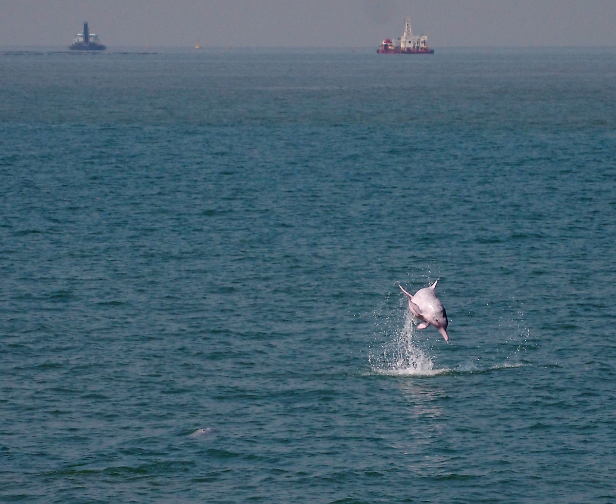 Pink dolphin in the Pearl River Estuary. Photo: SCMP Pictures