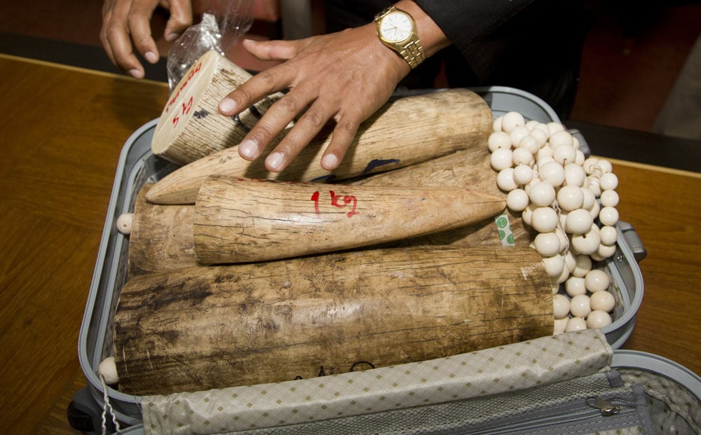 Hong Kong is the largest legal ivory market in the world. Photo: AP