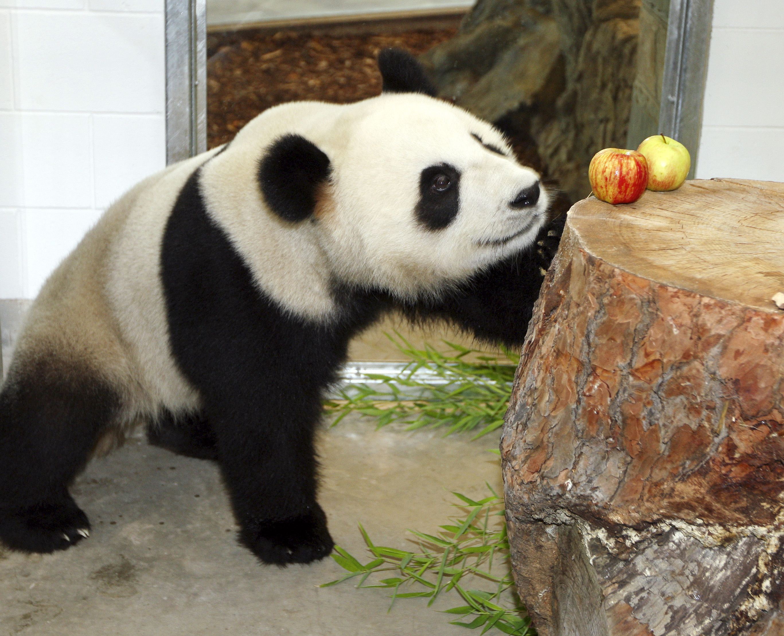 Funi at Adelaide Zoo in 2009. Photo: Reuters