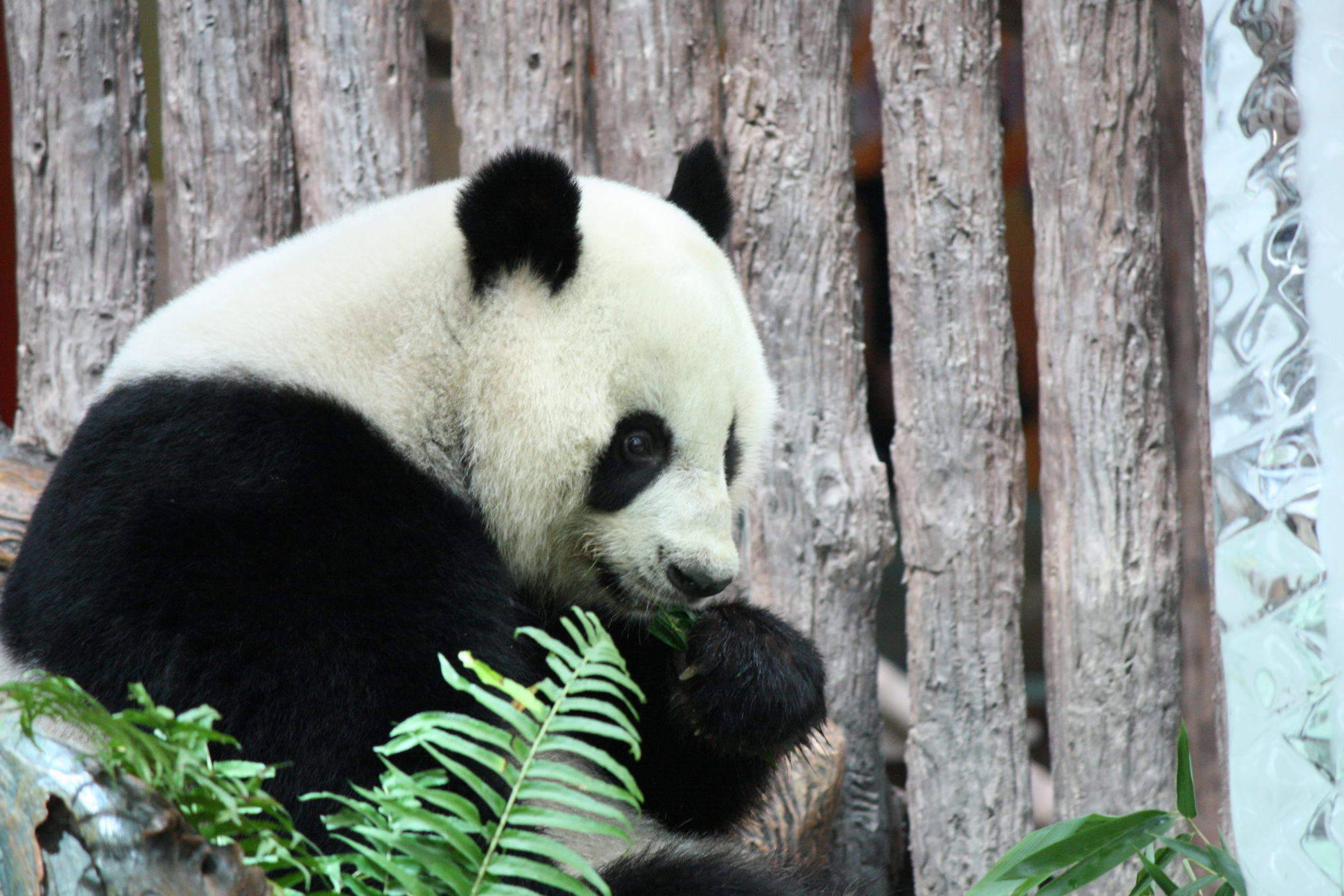 Giant panda "Lin Bing" enjoys its meal at the Chiang Mai Zoo in Chiang Mai, Thailand. Photo: Xinhua