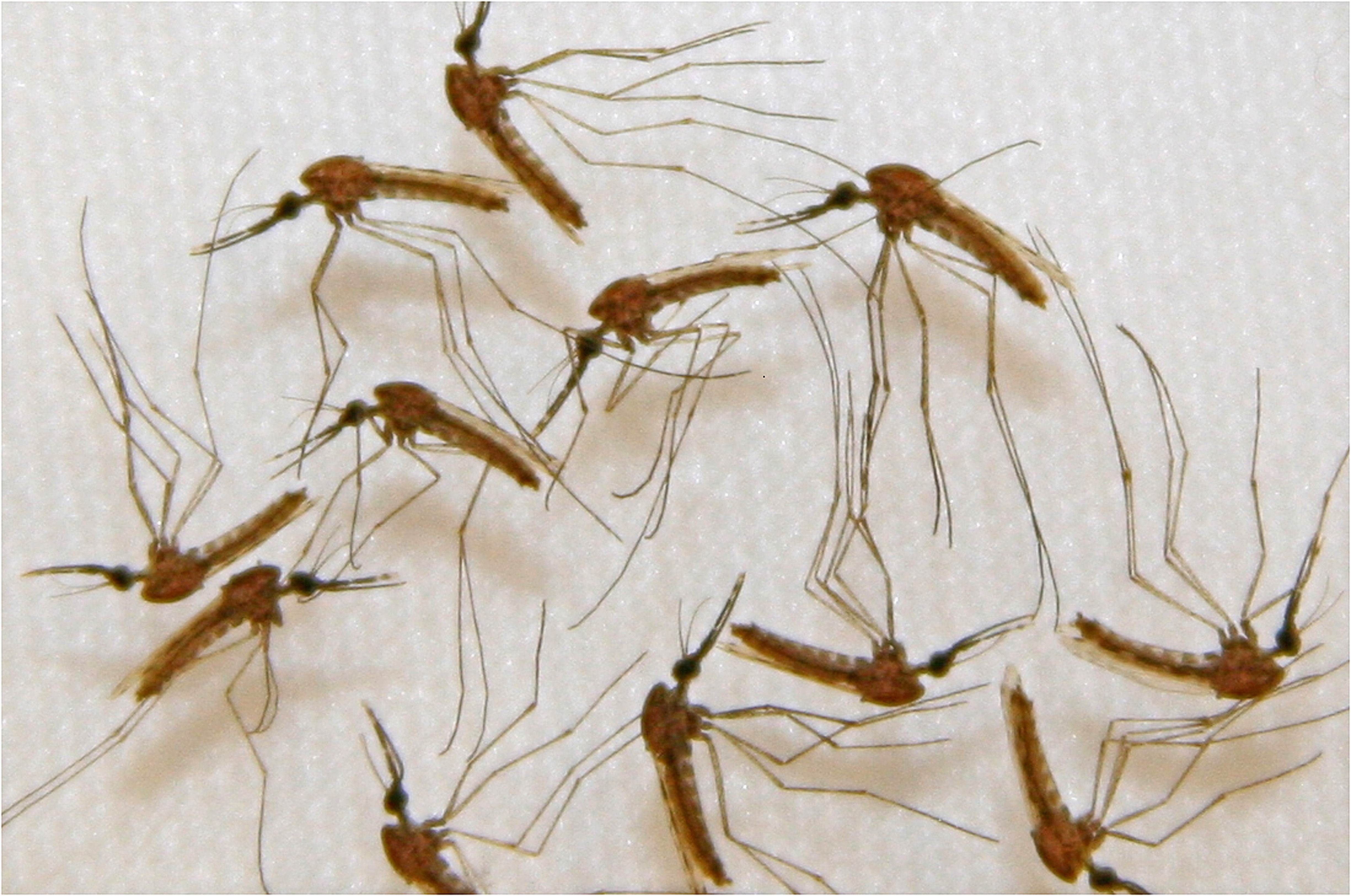 Malaria infected mosquitoes. Photo: AFP