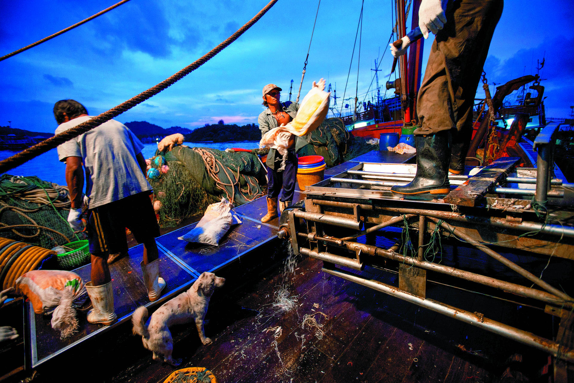 Dawn sees trawler fishermen in Phuket sort the previous night's catch.