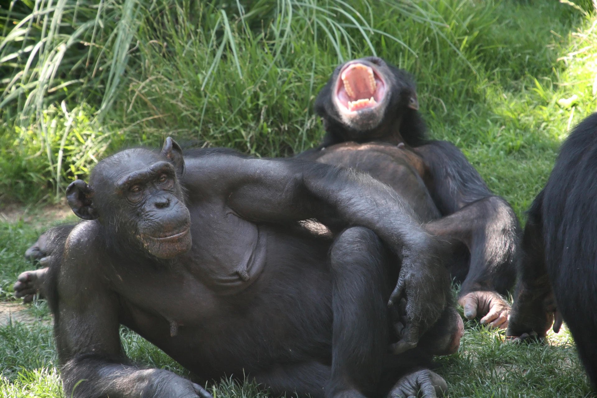 Бонобо яйца