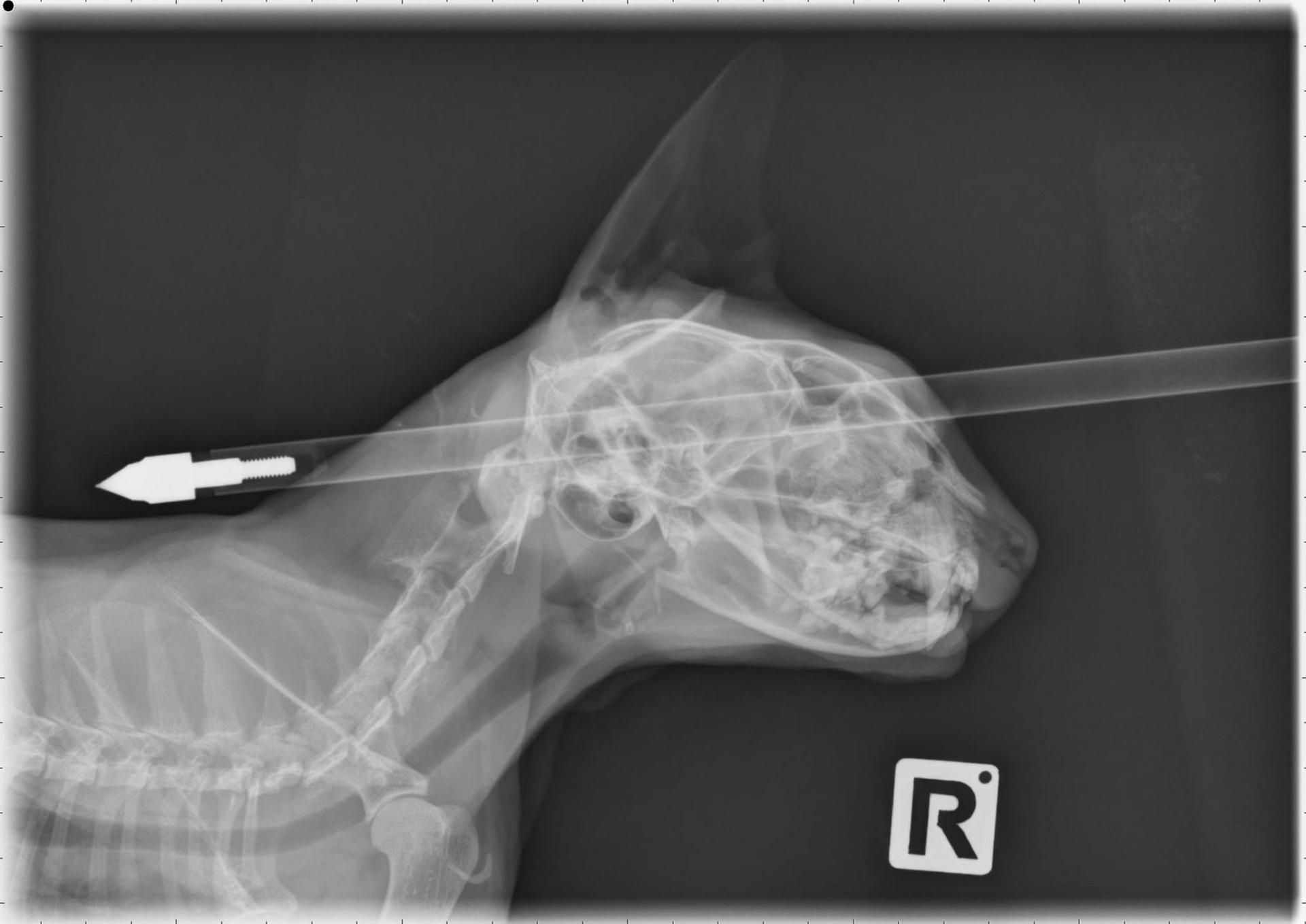 The bolt was successfully removed by a veterinary surgeon