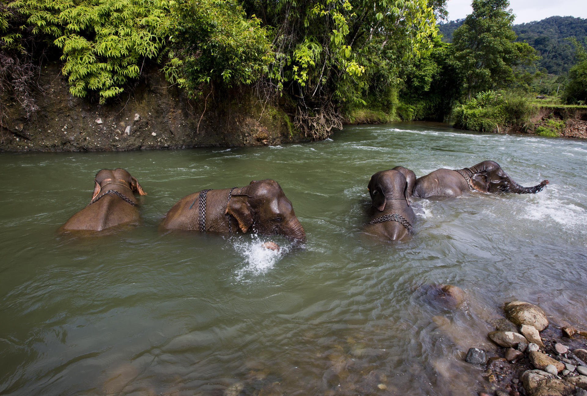 Elephants of Aceh's Mane Conservation Response Unit enjoy a morning swim.
