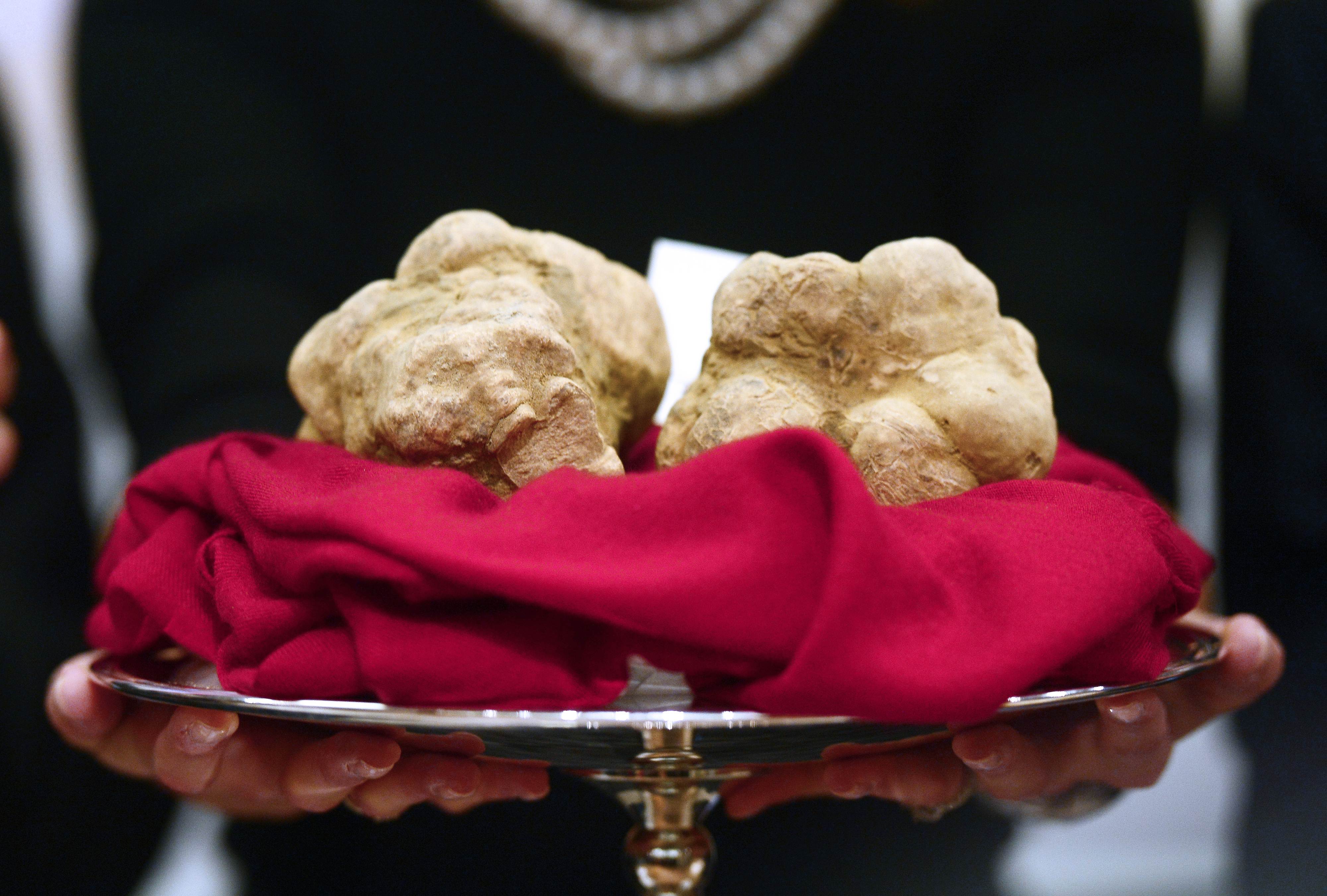 Two truffles weighing a total of 950 grams are pictured after being sold for HK$936,000 to a buyer from Hong Kong during the World Alba White Truffles Auction in Grinzane Cavour. Photo: AFP