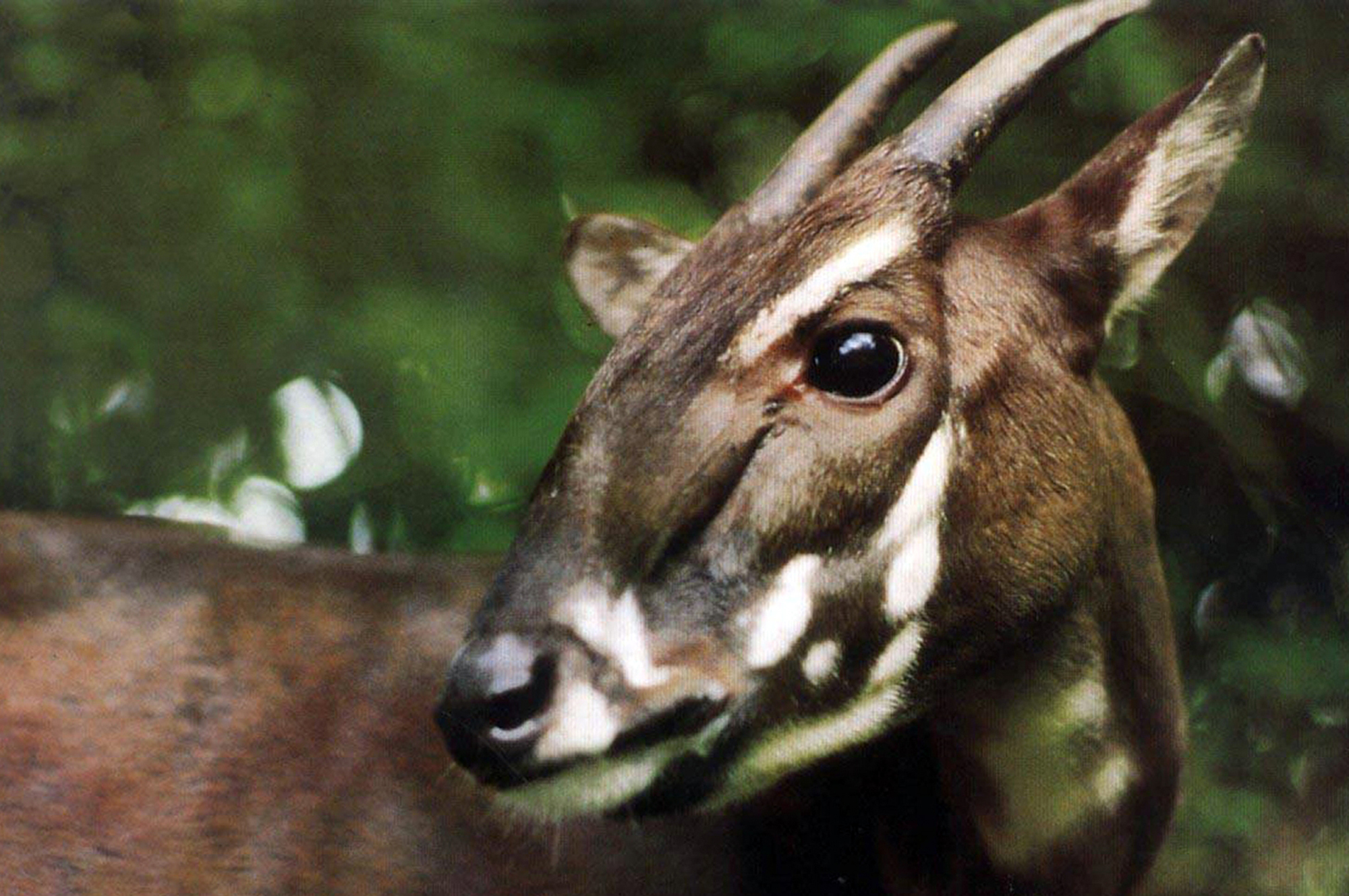 This photo released by WWF shows a saola in a Vietnam zoo in 1993. Photo: AP