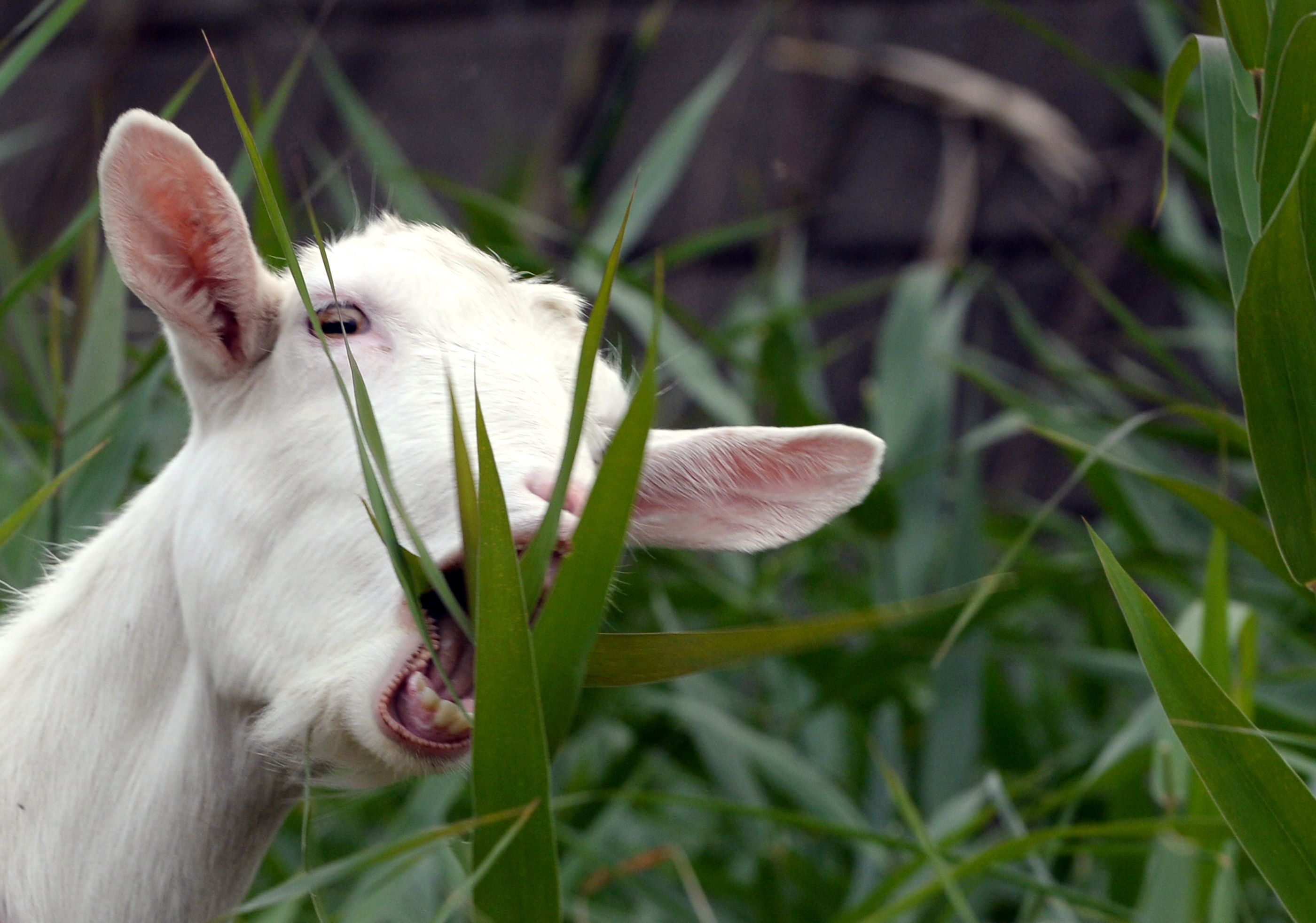 A goat kills weeds in western Tokyo. Photo: AFP