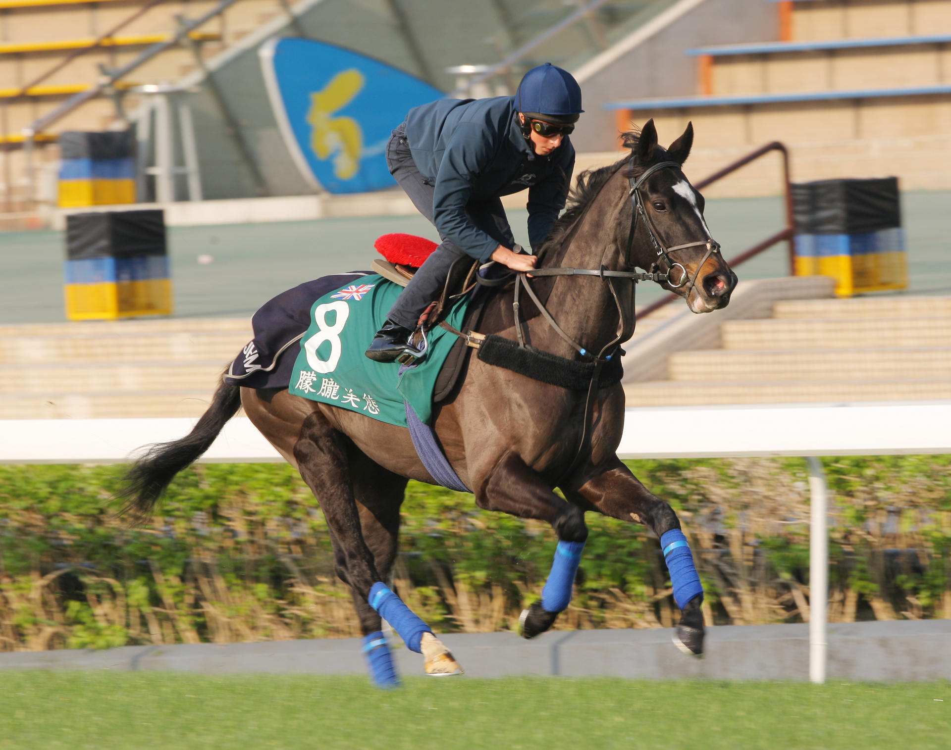 Hong Kong Vase runner The Fugue has a quiet canter on the all-weather track at Sha Tin on Friday. Photo: Kenneth Chan