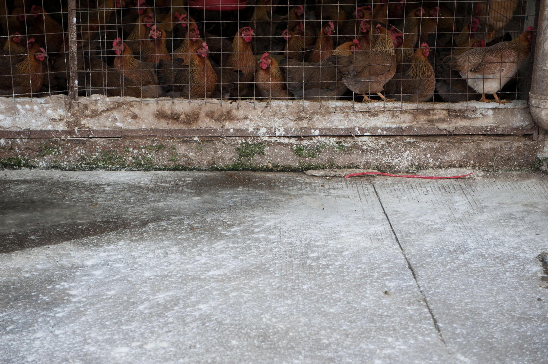 Disinfectant powder is seen around chicken cages at a live poultry market in Longgang district, Shenzhen. Photo: Xinhua