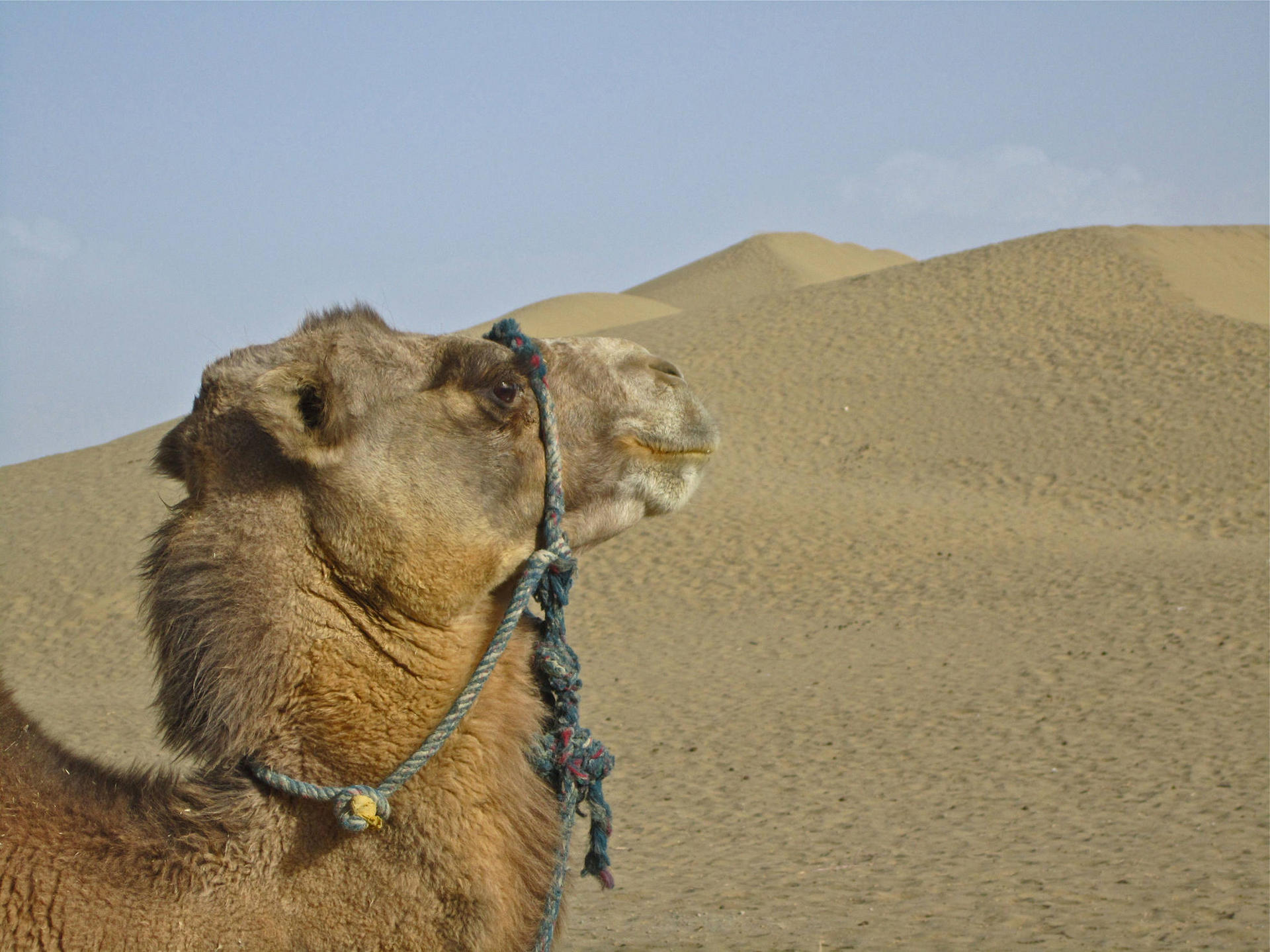 Getting the hump: Xinjiang camels - less thirsty than a Toyota Alphard. Photo: Cecilie Gamst Berg