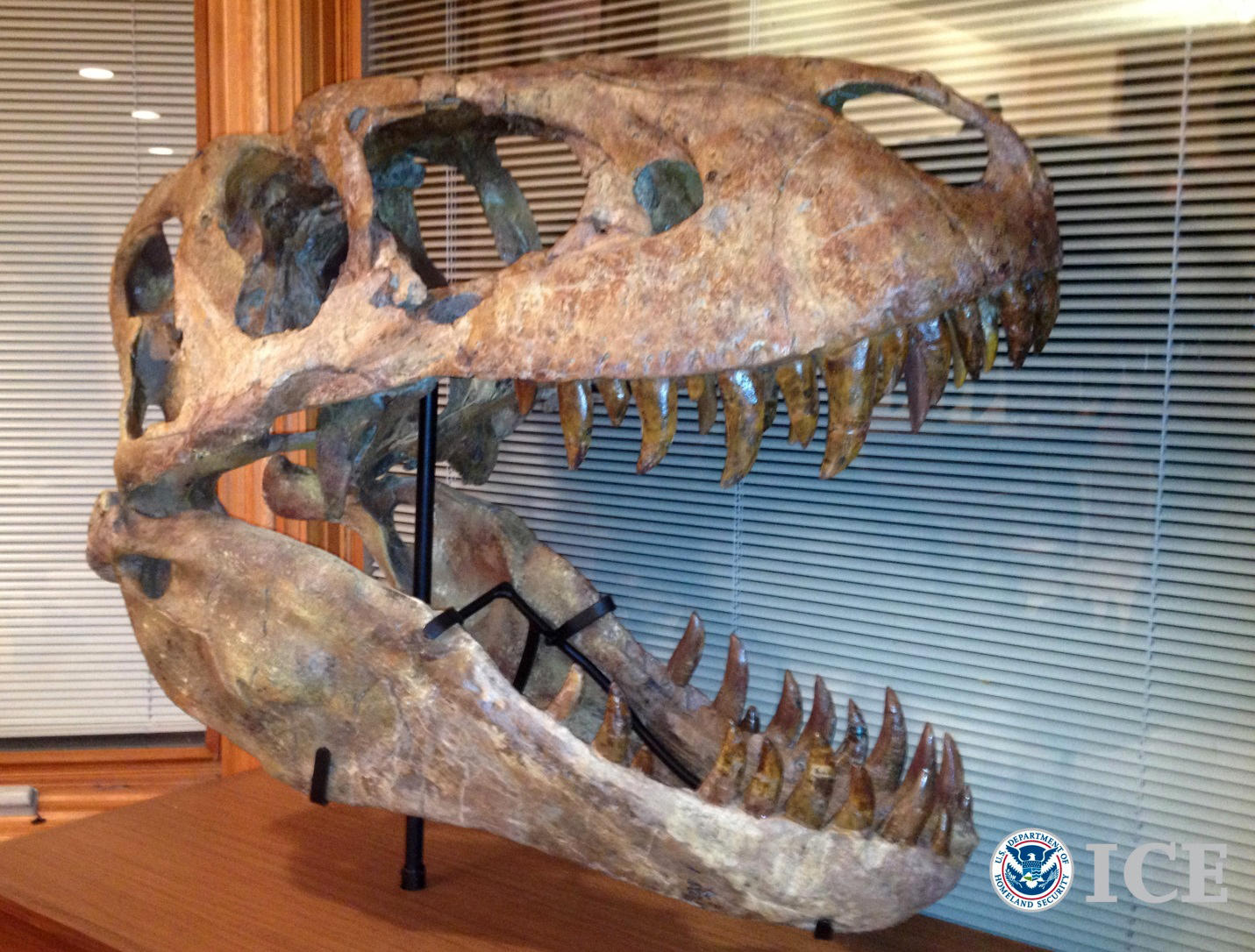 This Tyrannosaurus bataar skull was seized in the US. Photo: AP