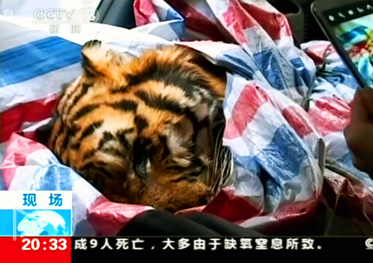 A CCTV news report shows the dead tiger in the boot. Photo: SCMP Pictures