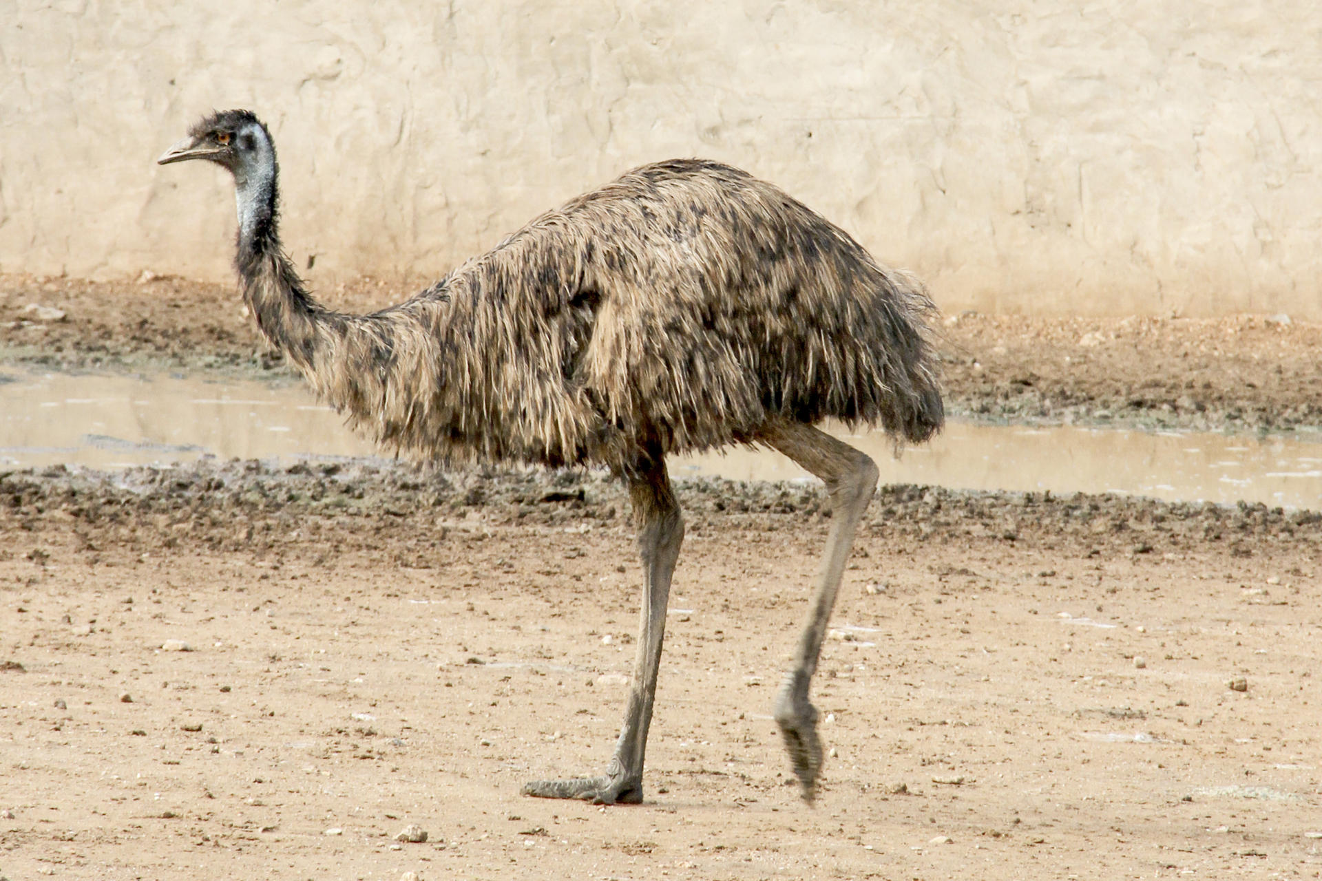 Emu oil has long been used to treat chronic pain and skin conditions.