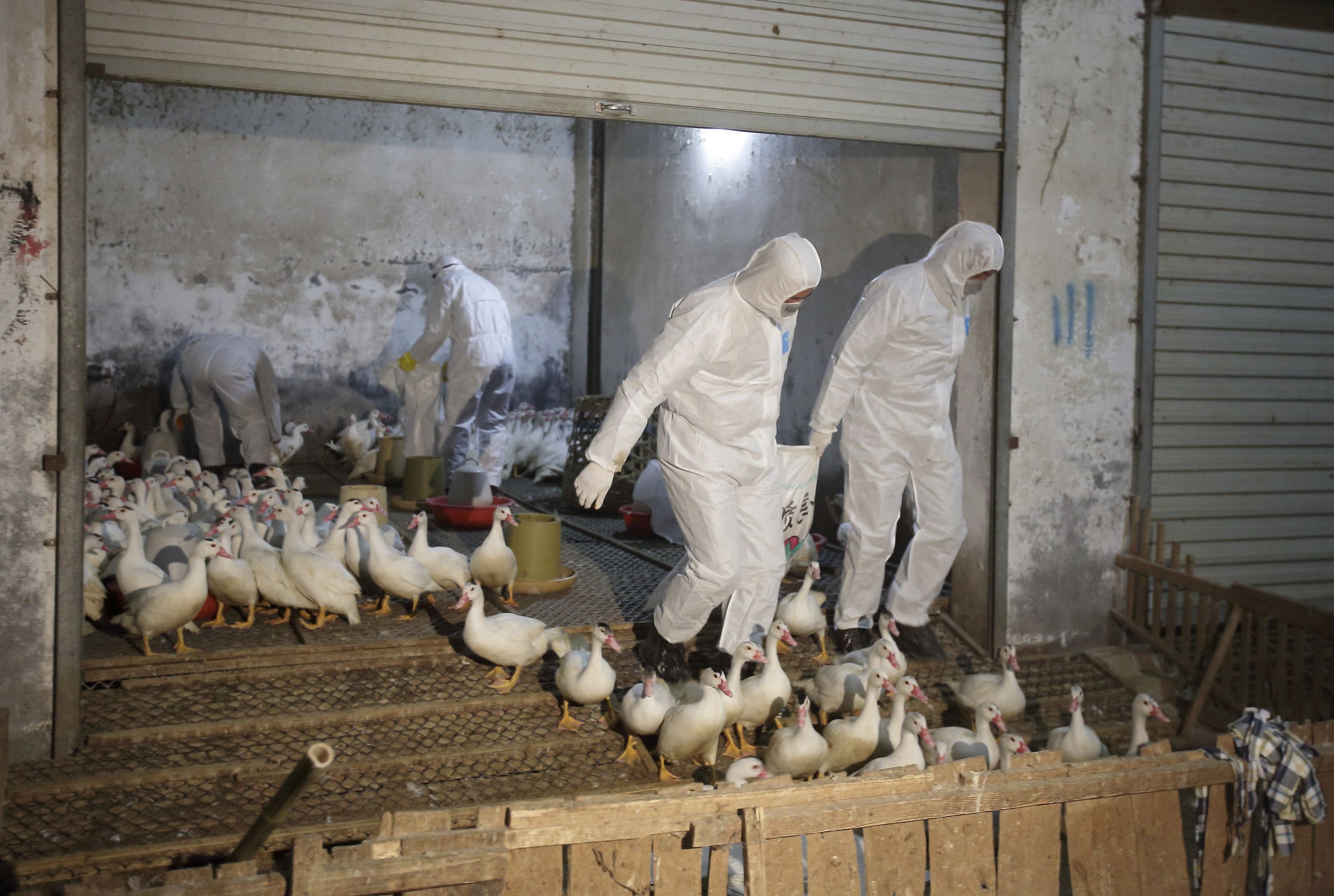 Health officials transport sacks of poultry as part of preventive measures against the H7N9 bird flu at a poultry market in Zhuji. A senior Chinese disease control official warned the H7N9 strain of bird flu had peaked again since last December. Photo: Reuters