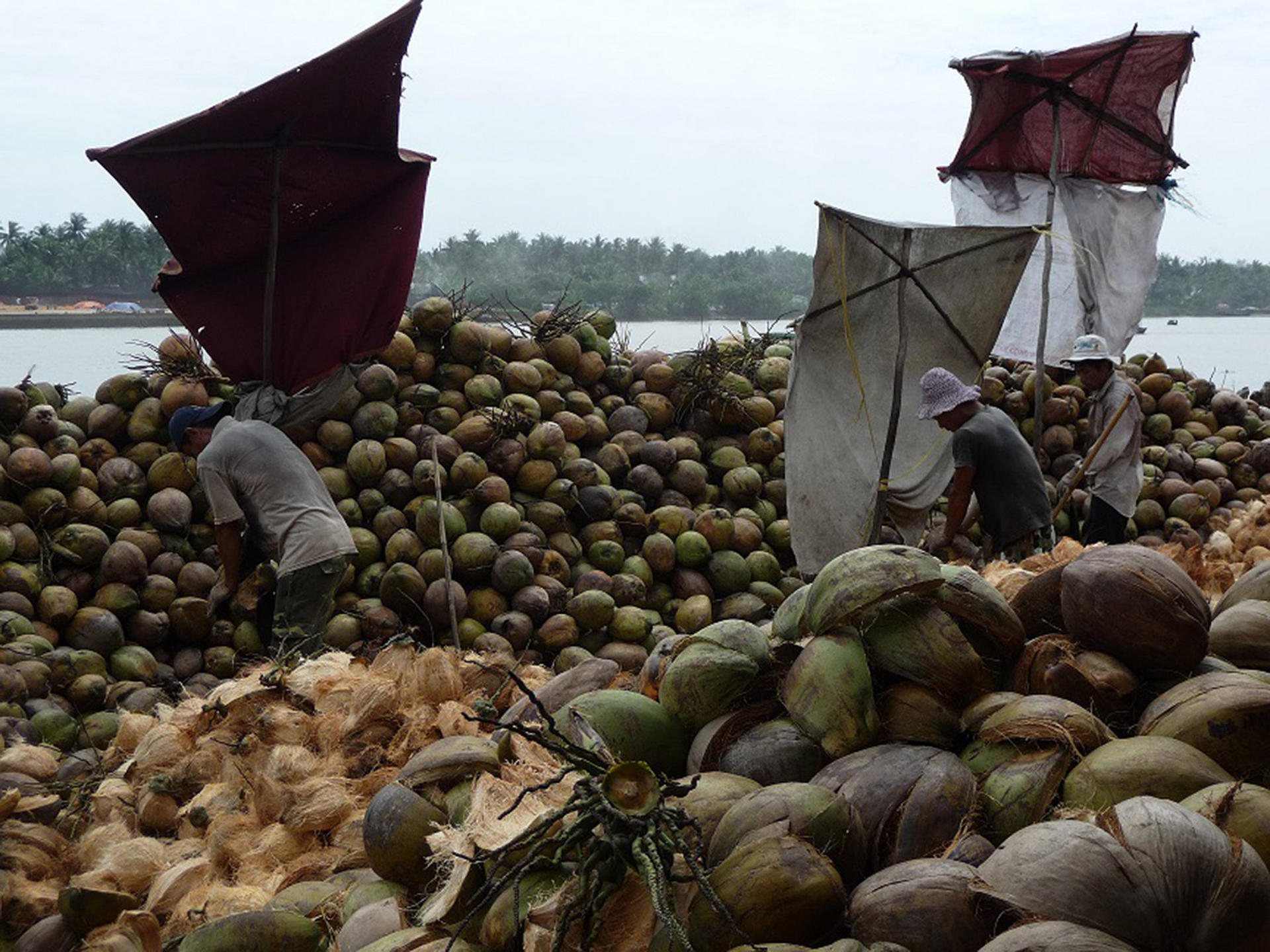 Splitting coconuts along the Mekong Delta. Photo: Tom Yam