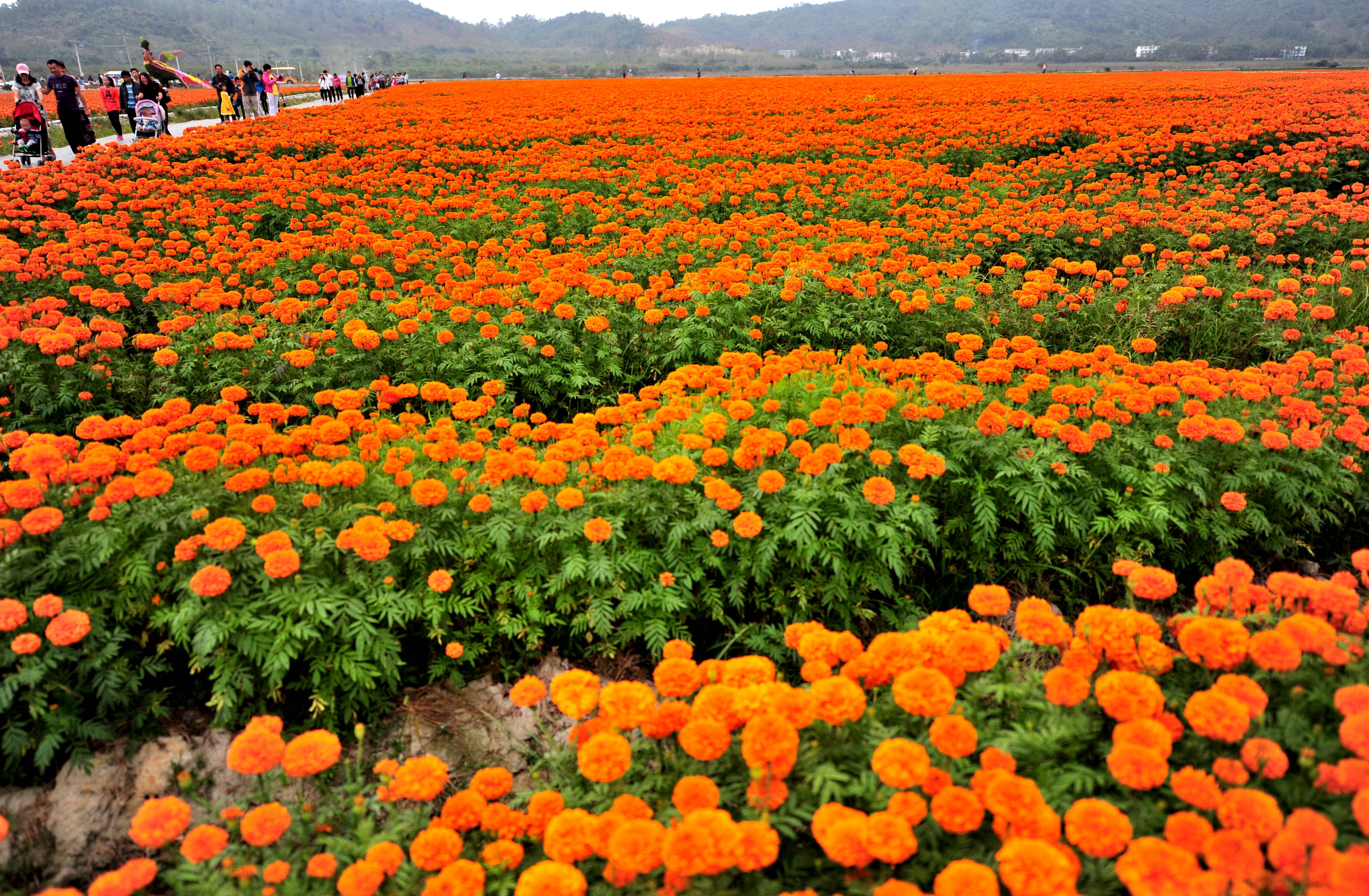 Tourists walk in the sea of flowers at a scenic area in Sanya City, south China's Hainan Province. Photo: Xinhua