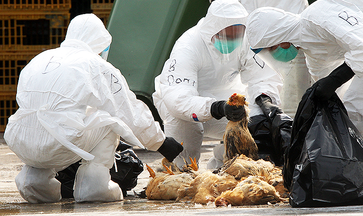 Health workers in full protective gear pick up chicken carcasses after they were suffocated by carbon dioxide at a wholesale poultry market in Cheung Sha Wan. Photo: Felix Wong