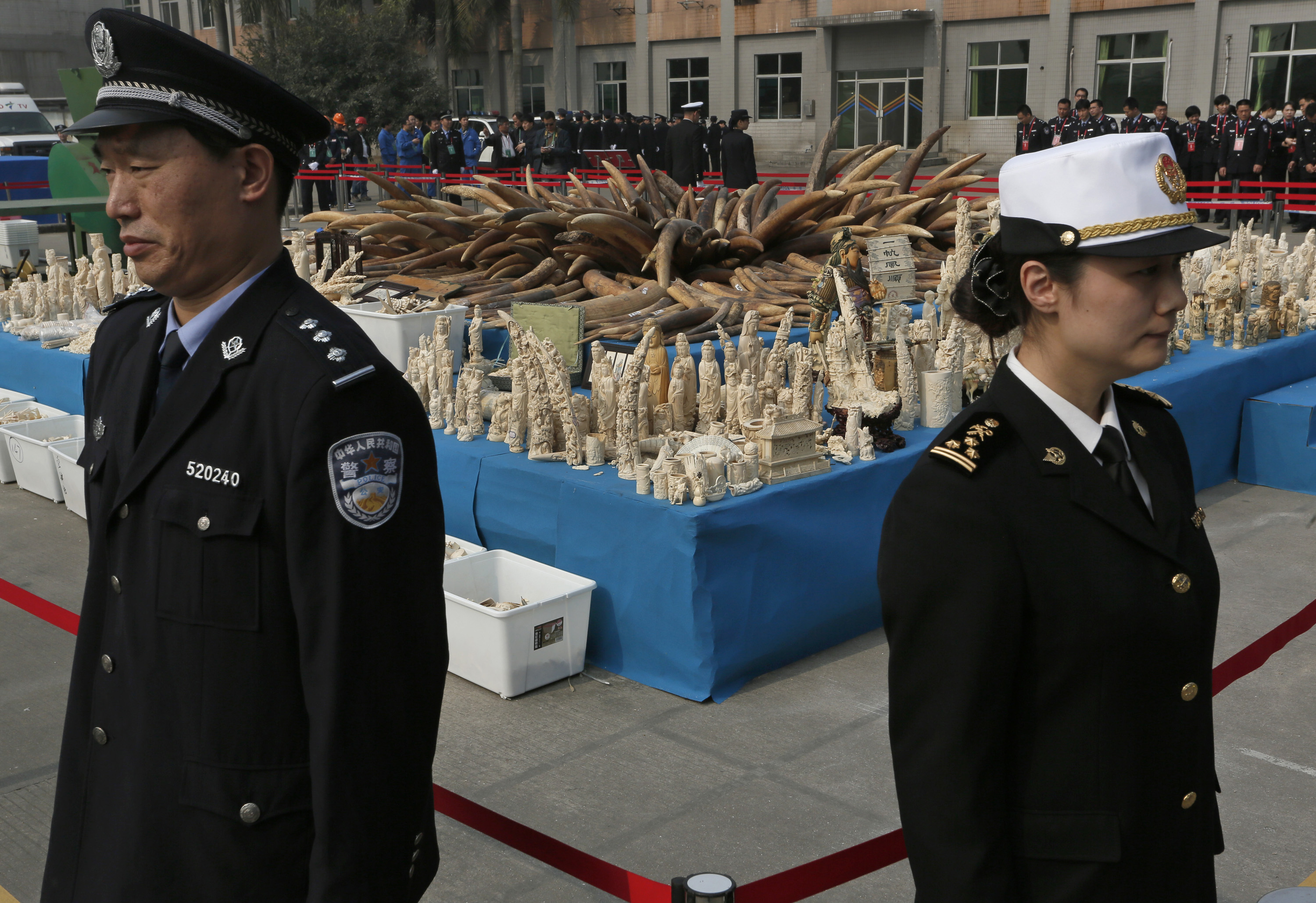 Customs officers stand guard in front of confiscated ivory in Dongguan, southern Guangdong province, China Monday, Jan. 6, 2014. Photo: AP