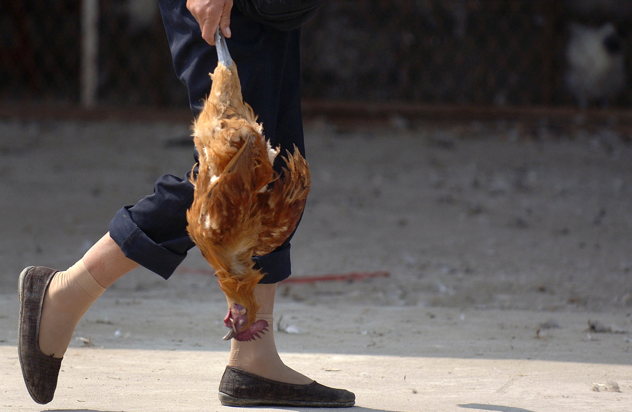 A customer carries a dead chicken outside a poultry market in Hefei, east China's Anhui province. Photo: Reuters