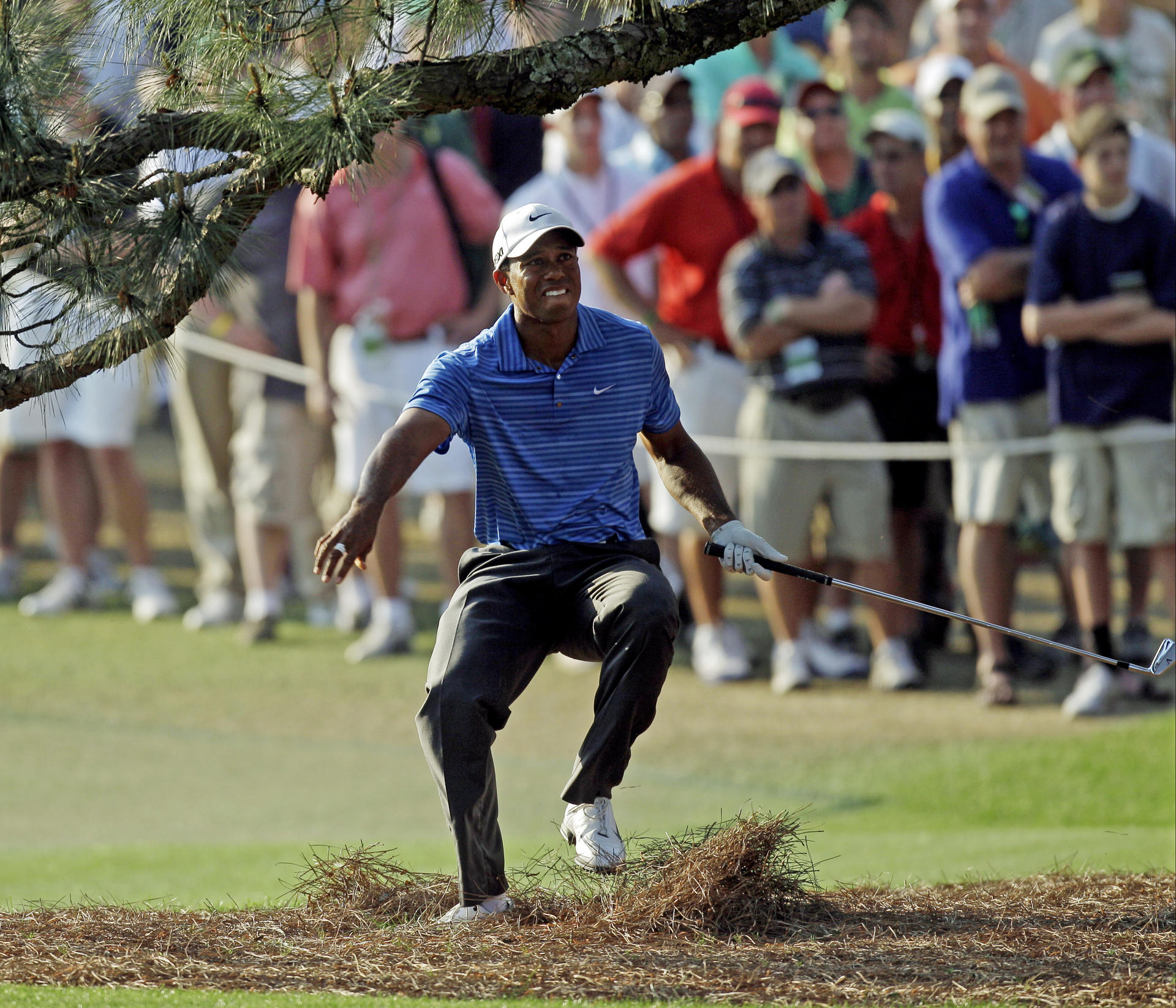 Tiger Woods fell foul of the Eisenhower Tree in the 2011 Masters. Photo: AP